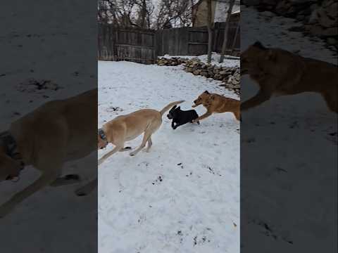 Making Friends 🐶 Theo Terrier Mix meets my Rocky Lab