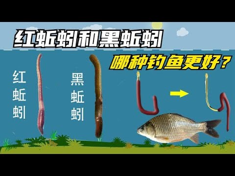 红蚯蚓和黑蚯蚓钓鱼哪个更好？两种用法截然不同，你用对了吗？