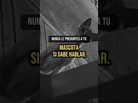 Nunca le preguntes a tu mascota si sabe hablar. #mascotas #gatos #paranormal #noche