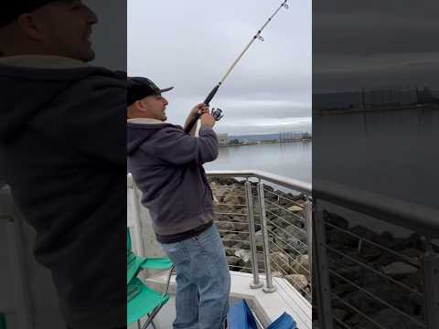 Hitting on the shrimp! Foster City, Ca. #california #bayarea #fishing #bankfishing #fish #weekly #pb