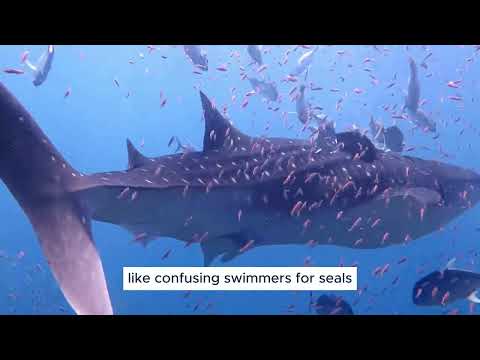 What Happens When Sharks Meet Humans? | Shark Behavior Explained #Sharks #SharkEncounters