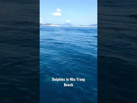 Dolphins bơi lội trên Biển Nha Trang.