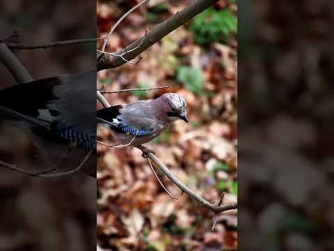 the beautiful pair of JAYS coming to the feeder