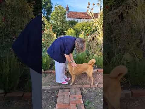 Zoomies! #dog #doglover #zoomies #funtime #happydog #dogshorts