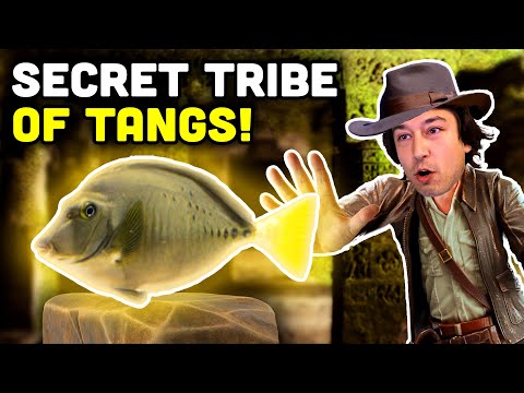 Talking Fish: Sawtail Tangs! The Lost Tang Tribe, Prionurus!