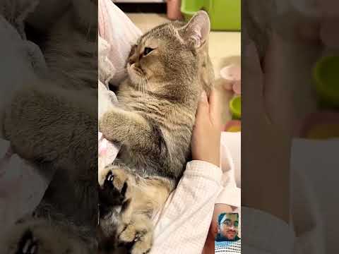 catlover #pets #cute #kitten #pet #petcare #ytshort #exams #rrbjecivil