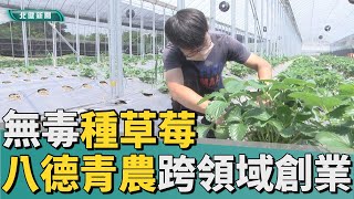 種 草莓|跨領域創業種草莓 青農無毒栽培實現童年夢