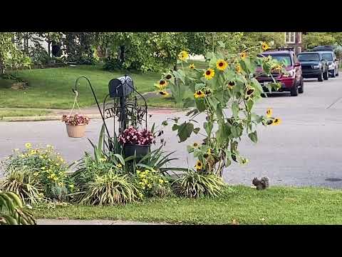 Chizuko ちず子2023-9-3 リス🐿️ とひまわり　　合気道ー