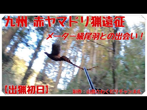 令和2年度 九州 赤ヤマドリ猟遠征 出猟初日 Copper Pheasant Hunting with フランスブルトン