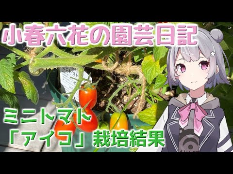 【ガーデニング】小春六花の園芸日記#2～ミニトマト「アイコ」収穫～【Cevio AI実況】