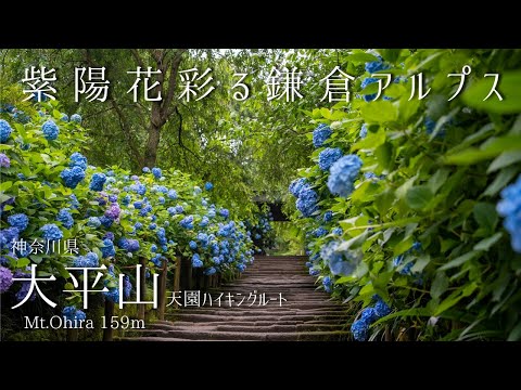 大平山 -北鎌倉駅より登る 紫陽花彩る鎌倉アルプス-