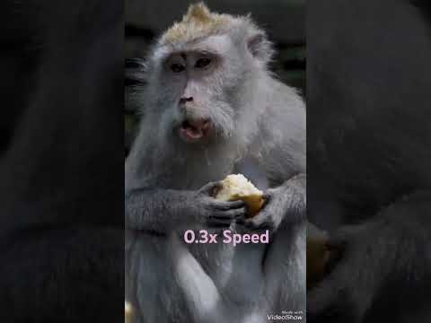 Monkey eating .3x Speed speed eating 0,3x