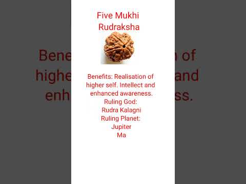 Five Mukhi Rudraksha #shorts #rudraksha #shiv