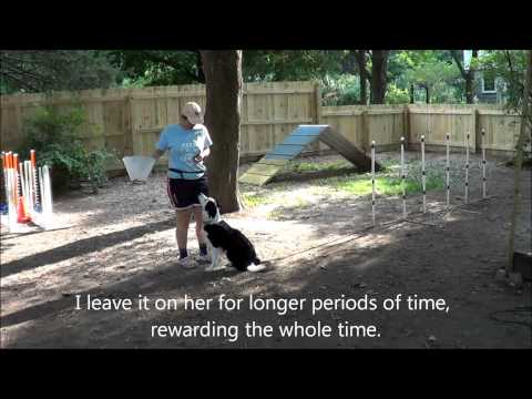 Accepting an Elizabethan Collar