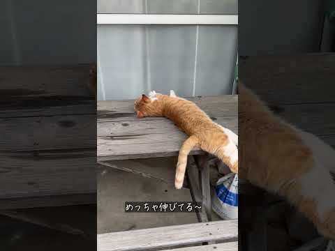 縁側ねこ コタの思い出｜テーブルの上でお昼寝 #cat #ねこ