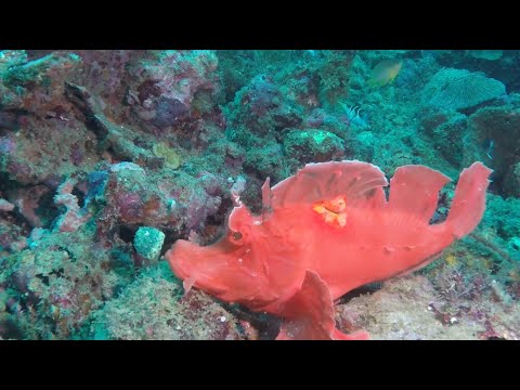 Amazing diving from Anilao, Philippines