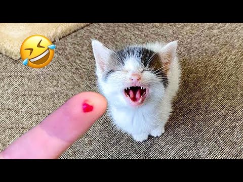 Funniest Animals 2024 😂 Best Funny Cats and Dogs 😹🐶 Part5