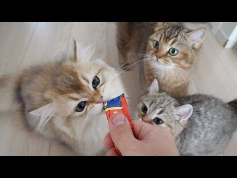 I gave the cats treats they loved as a reward for their nail clipping efforts.