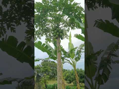 two years old papaya tree