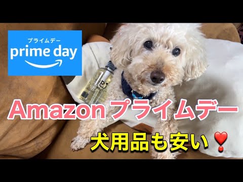 amazonプライムデーは犬用品も安い❣ご購入品紹介☺️💓