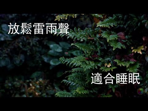 《世界公認極致放鬆雷雨聲⚡｜森林自然雨聲，心靈的寧靜港灣》