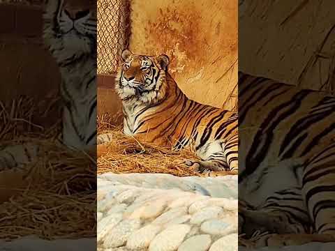 huge bengal Tiger..