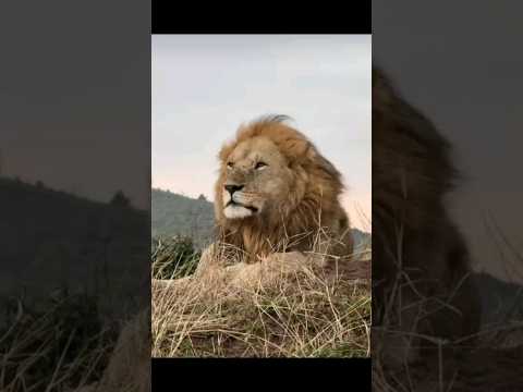 Lion King of Masai Mara Kenya