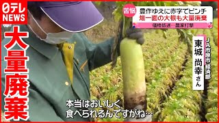 【大根】豊作の一方…  農家で"大量廃棄"