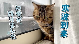 今年一の寒波で飼い主で暖をとろうとする猫たちが可愛すぎた！