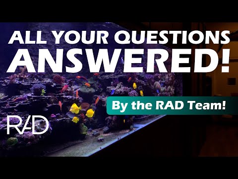 THE REEF AQUARIA DESIGN TEAM ANSWERS YOUR QUESTIONS! YELLOW TANGS, ICE BAGS, TANK DIMENSIONS & MORE!