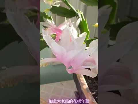 仙气飘飘的白色蟹爪兰花 #园艺