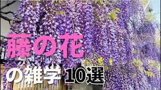 藤の花の風水効果から花言葉まで！魅力を解説