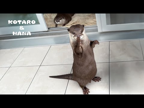 Otter Sniffs His Paw in Confusion from Unusual Sound