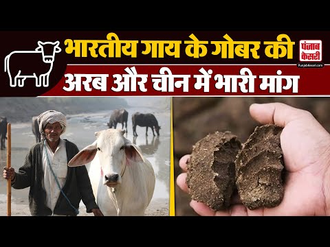 Cow Dung Export: भारतीय गाय के गोबर की अरब देशों और चीन में भारी मांग