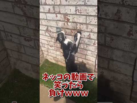 ネッコの動画で笑ったら負けｗｗｗ　#2ch #2ch動物スレ #2ch面白いスレ #動物 #犬 #猫 #癒やし #ねこ #2chほのぼの #ネコ