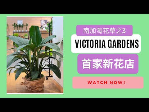 2022南加淘花草3:寸土寸金的Victoria Gardens首开了一家花店（5/1/2022）