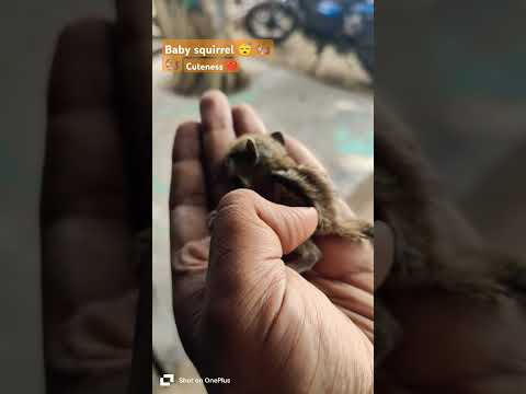 Squirrel baby 🐿️🐿️... #squirrel #squirrelvideo #babyshorts ,#babysquirrel