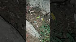 small snake #short #viral #snake #smallsnake #shortsvideo #ytshort #video #youtubeshorts#viralshort