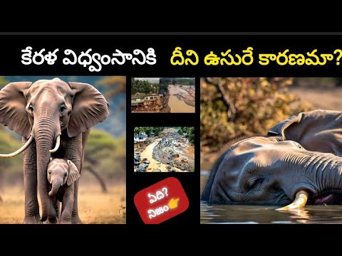 కేరళ విధ్వంసానికి🐘దీని ఉసురే కారణమా? ఏది నిజం