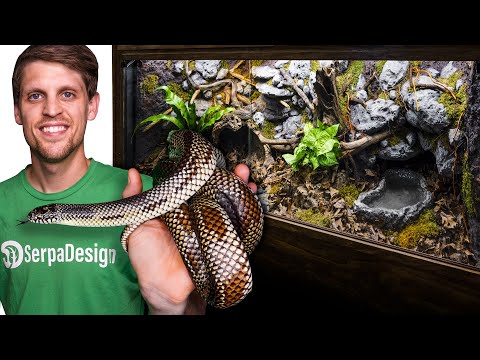 15 Year Old Snake Needed a New Home - Dean's Story