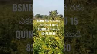 Bsmr736 Red Gram In Telugu || Bsmr 736 కంది సాగు