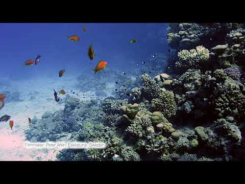 Half and half Chromis school