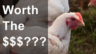 Is pastured poultry farming profitable? - Actual Numbers From Raising Cornish Chickens