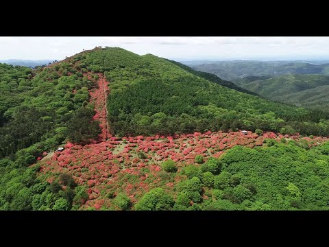 【宮城県観光映像】徳仙丈山つつじ