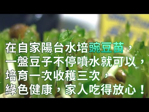 在自家陽台水培豌豆苗，一盤豆子不停噴水就可以，培育一次收穫三次，綠色健康，家人吃得放心！