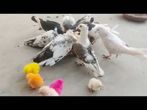 Rainbow chick "birds" pigeon best and funny moment | Razi Ali Vlogs