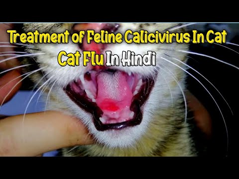 Treatment of Feline calicivirus in Cats | Bili ka Muh ka pk jana| Eyes and Nose Infection | Hindi