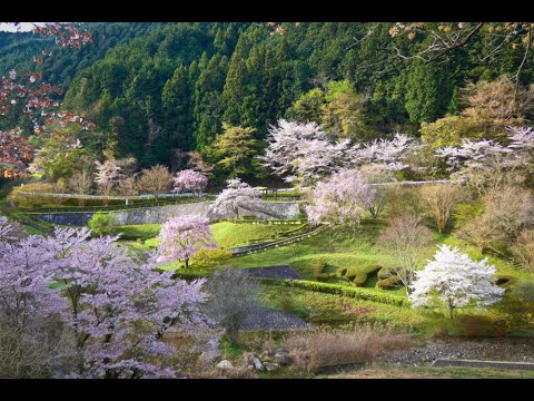 天理ダムの桜 2024.04.11