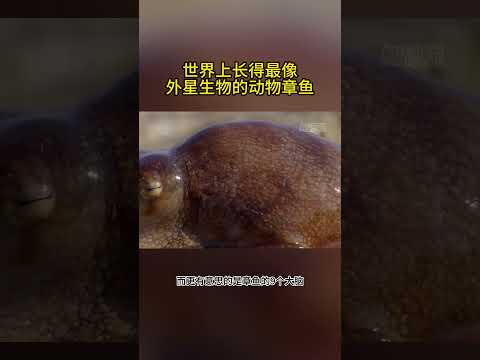 世界上长得最像外星生物的动物章鱼  #动物科普 #科学科普 #动物世界 #海洋生物 #冷知识 #章鱼