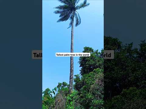 Tallest palm-tree in the world #shorts (Trending shorts)